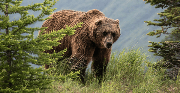 11 People Injured In Grizzly Bear Attack