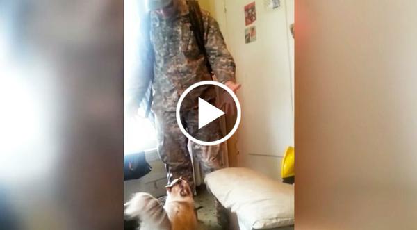 Soldier Welcomed Home By Insanely Excited CAT Will Blow Your Mind