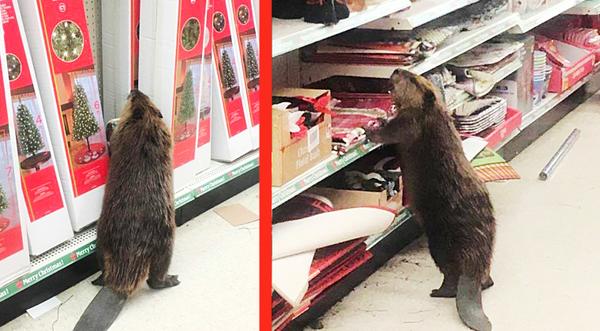Beaver Destroys Dollar General Christmas Section