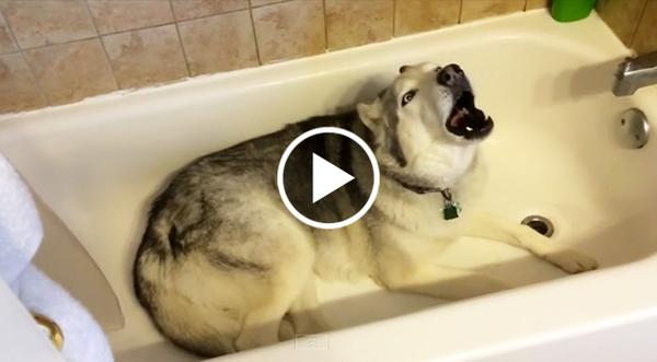 Sassy Husky Throws Tantrum When Mom Won't Turn On Bath Water
