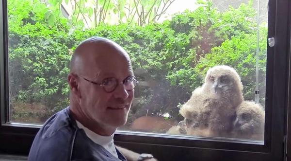 Owlets Hatch In Nest Outside Mans Window – Now They Watch TV With Him
