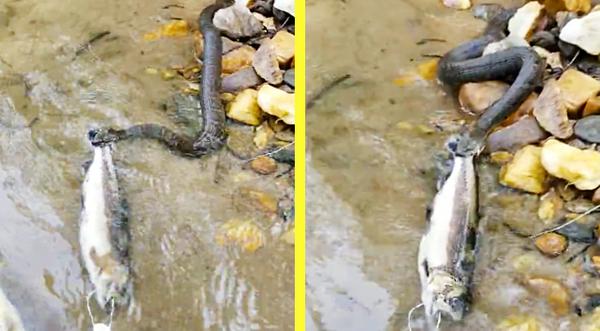 Venomous Snake Fights Fisherman Over Trout