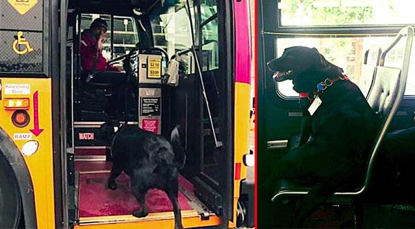 Dog Rides On Bus By Herself To Dog Park 3 Times A Week