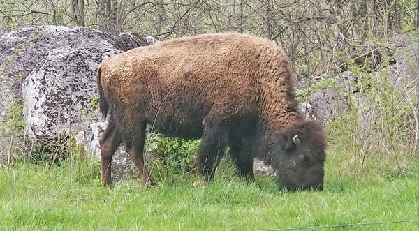 Police Investigating Bison Shot And Killed In Tennessee