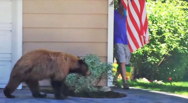 Bear and Man Scare Each Other And It's Hysterical!