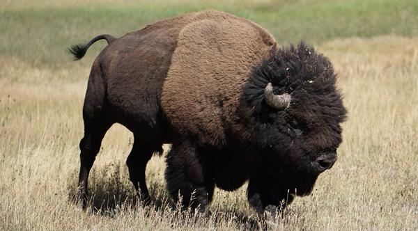 Woman Gets Gored At Yellowstone After Approaching Bison Within 10ft
