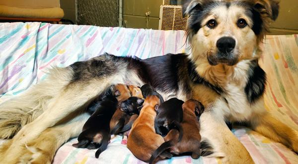 Mother Dog & 9 Puppies Sealed In A Box – Thrown Into The Trash