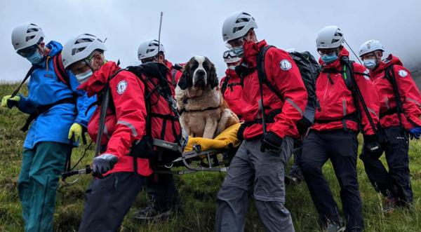120-Pound Dog Rescued After She Collapsed On Mountain Hiking Trip
