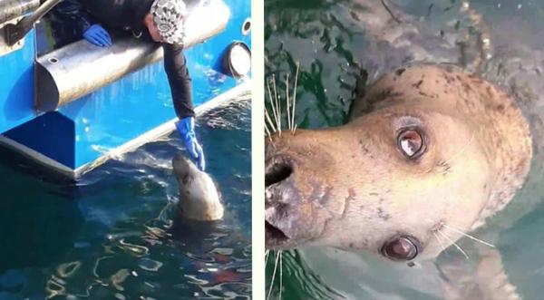 Fisherman Frees Blind Seal Stuck In Fishing Line