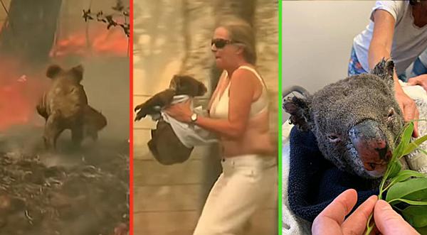 Koala Bear In Wildfire Rescued By Shirtless Woman Wearing Sandals