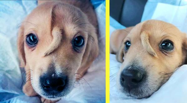 Dog Born With Tail Growing Between Its Eyes Was Abandoned By Owner