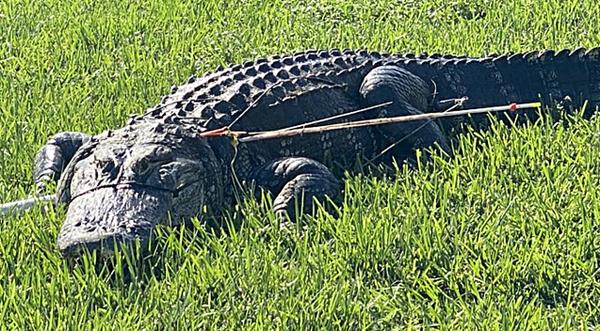 Gator Found Shot With Two Arrows – Crime Stoppers Requesting Info