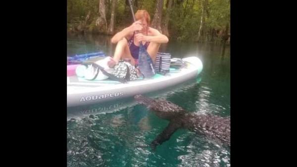 Massive Alligator Killed After Terrorizing Paddleboarder
