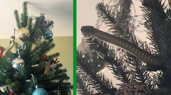 Family Find Venomous Snake In Their Christmas Tree