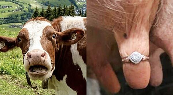Farmer Puts Ring On Cow Udder To Propose To Girlfriend And Breaks The Internet