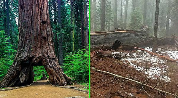 Remembering The 1000-Year-Old, 100-Foot “Tunnel Tree” That Was Knocked Over By A Storm