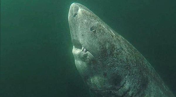 This 400-Year-Old Greenland Shark Is The World’s Oldest Living Vertebrate