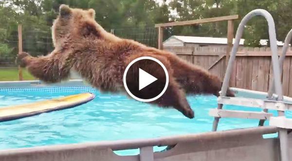 Have You Seen This Belly-Flopping Bear? He's Hysterical!