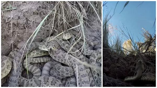 GoPro Falls Into Rattlesnake Den…The Result Is What Nightmares Are Made Of