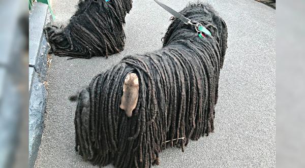 Couple Finds Baby Possum Hitching A Ride On Their Dog