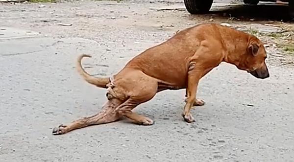 Dog Pretends Leg Is Broken To Get Treats From Tourists