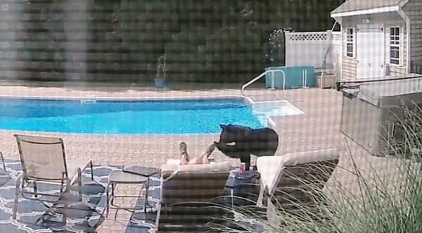 Video: Bear Sneaks Up On Man Sleeping By His Pool
