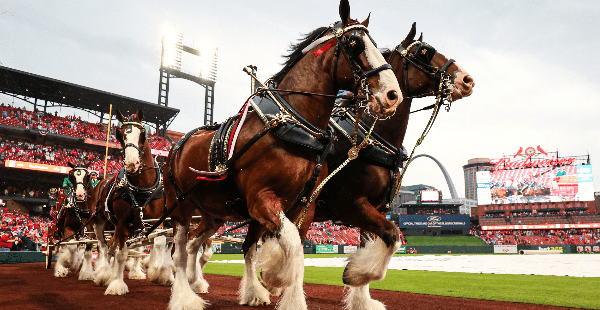 Watch The Budweiser Clydesdales