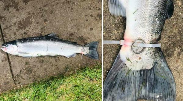 ‘Cursed’ Wedding Ring Found Attached To Fish’s Tail