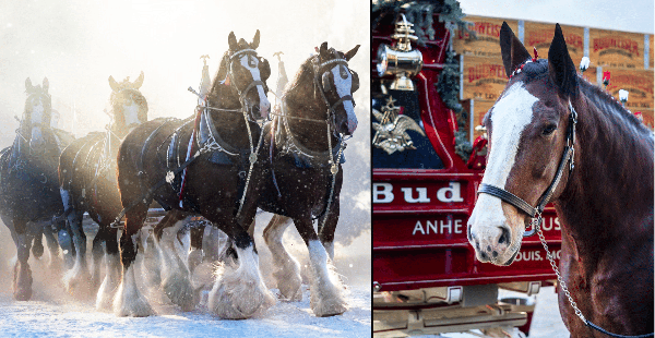 List: Every Budweiser Clydesdale Super Bowl Commercial Since 2000