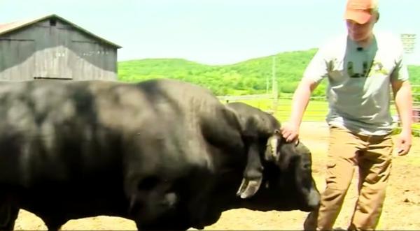 This Tennessee Bull Has 6 Legs, 2 Are On His Back