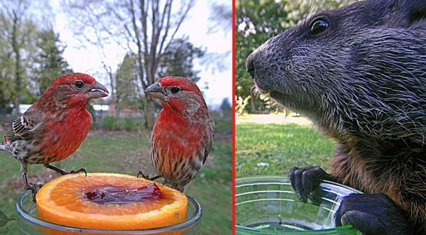Woman Puts Camera On Bird Feeder & Captures Photos Of Many Animals