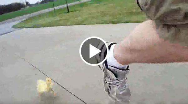 Man Stalked By Baby Duckling Will Have You In Tears Of Laughter