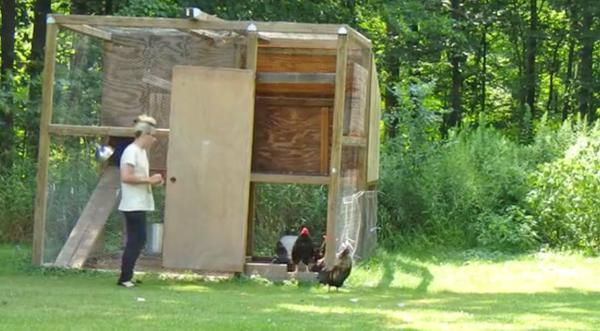 Flock Of Roosters Launch Attack When She Opens The Door