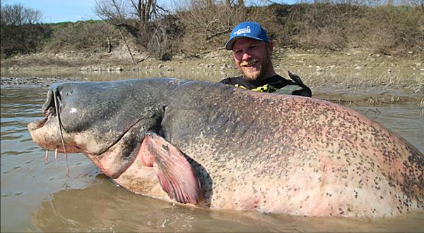 Fisherman Reels In 9-Foot, Record-Breaking Catfish