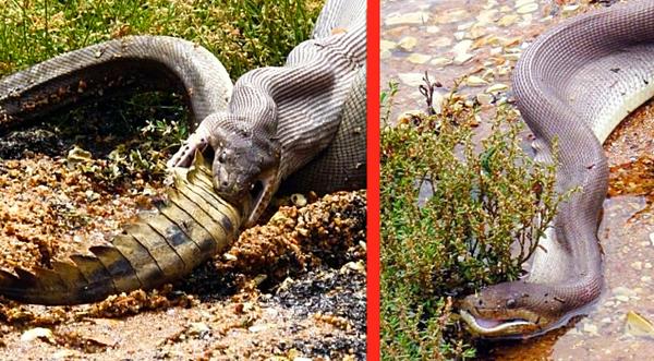 Giant Snake Swallows Croc Whole – 9+ Gruesome Pics