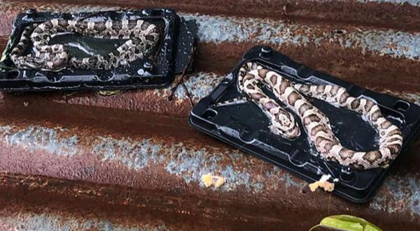 Texas family finds snakes caught in mouse trap