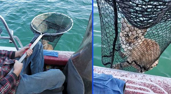 Fishermen Find Bobcat Struggling In Middle Of Lake, Save It With Fishing Net