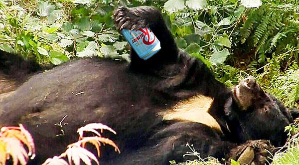 Black Bear Breaks Into Cooler And Gets Drunk Off 36 Cans Of Beer