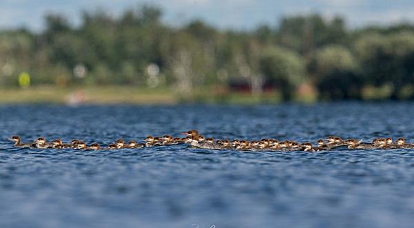 A Female Duck Caring For 76 Ducklings Voted “Mother of The Year”