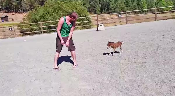 This Baby Miniature Horse Is The Most Adorable Creature You'll Ever Lay Eyes On!