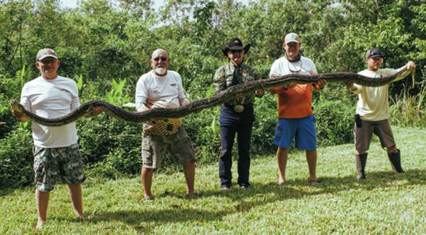 165-LB Snake & 50 Eggs Found Under House In Florida