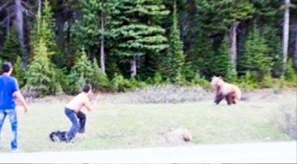 Man Fined $4,000 For Trying To Fight Grizzly Bear At Banff National Park