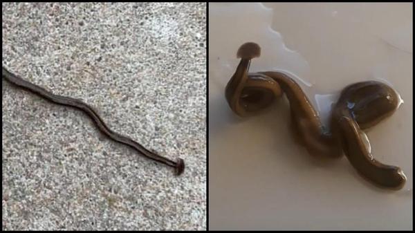 Invasive Foot-Long Flat Worms Emerging In Texas; "Don't Cut Them In Half"