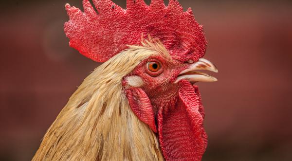 Rooster Pecks Woman To Death In "Freak" Attack