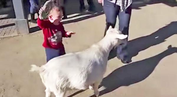 Goat's Loud Fart Scares The Daylights Out Of Little Kid