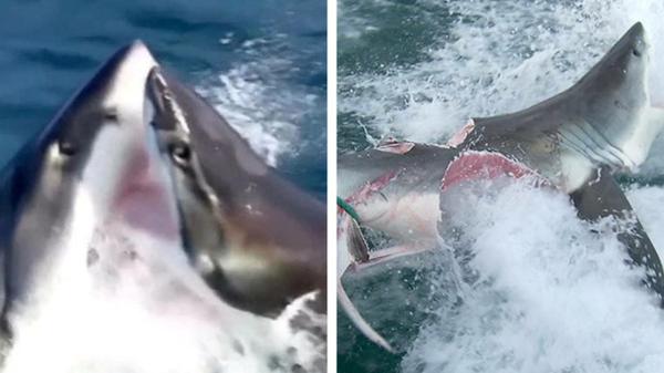 Video Shows Great White Sharks Ripping Each Other Apart
