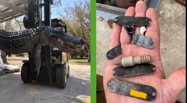 5 Dog Tags Found Inside 12-Foot, 445lb Gator