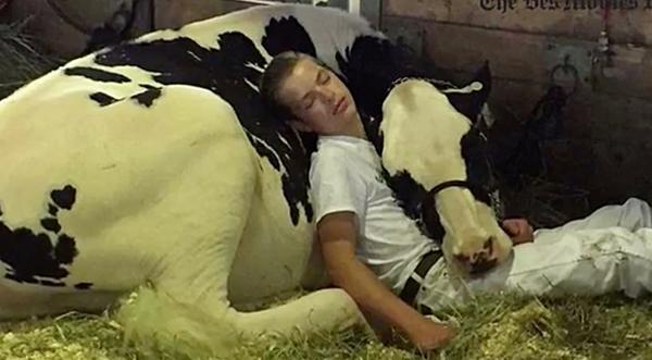 Kid And Cow Fall Asleep On Each Other After Iowa State Fair Competition