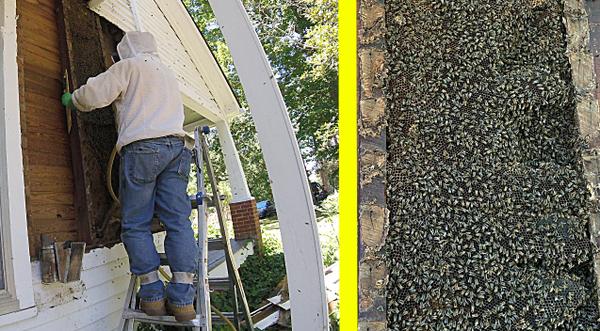 30ft Beehive Removed From Inside The Wall Of Home