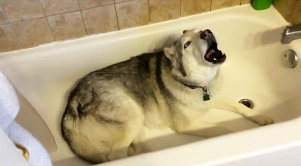 Sassy Husky Throws Tantrum When Mom Won't Turn On Bath Water